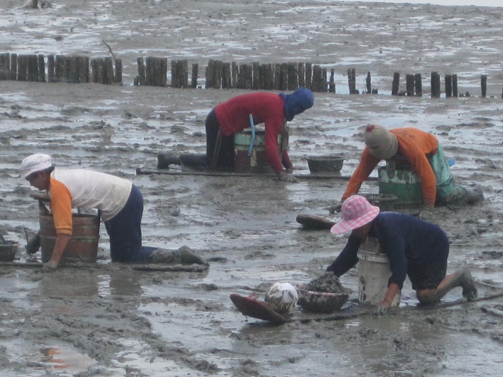 เที่ยวงาน “เปิดโลกทะเลโคลน”