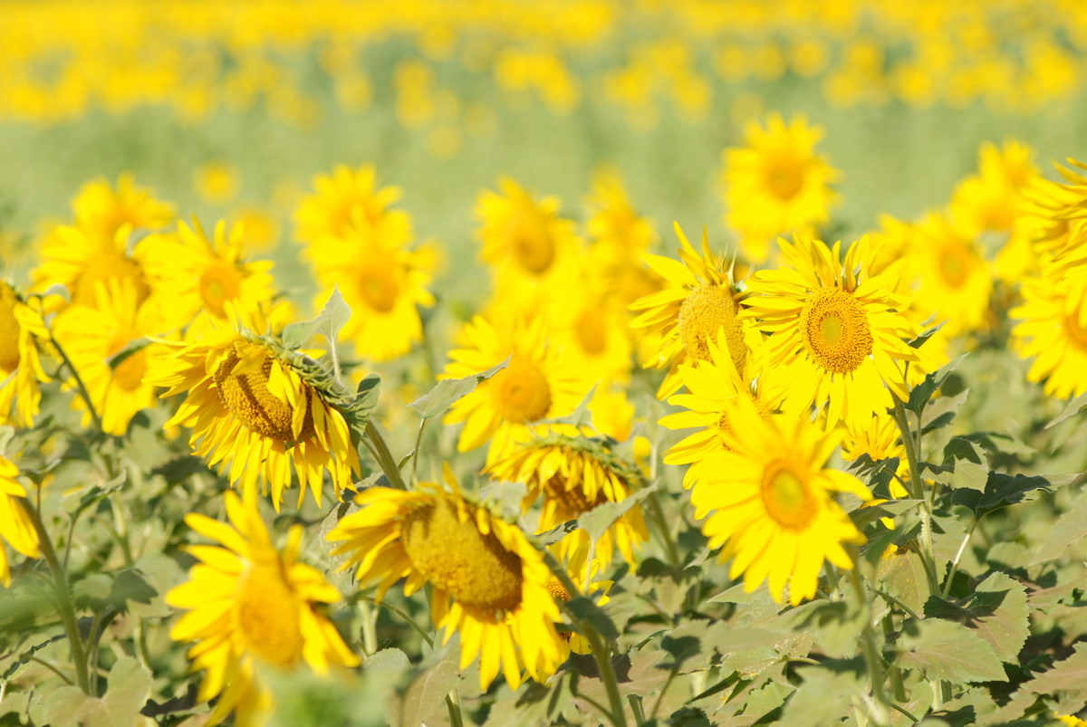 ททท.พิษณุโลก ขอเชิญสัมผัสดอกทานตะวันบานท่ามกลางขุนเขา และสายลมหนาว“ทานตะวันบานบนภูที่บึงสามพัน” ธันวาคม – มกราคม 2555