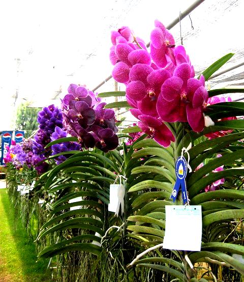 งานแสดงไม้ดอกไม้ประดับจังหวัดลพบุรี