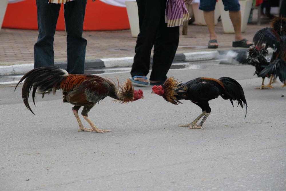 งานระกำหวาน  ผลไม้และของดีเมืองตราด ประจำปี 2555