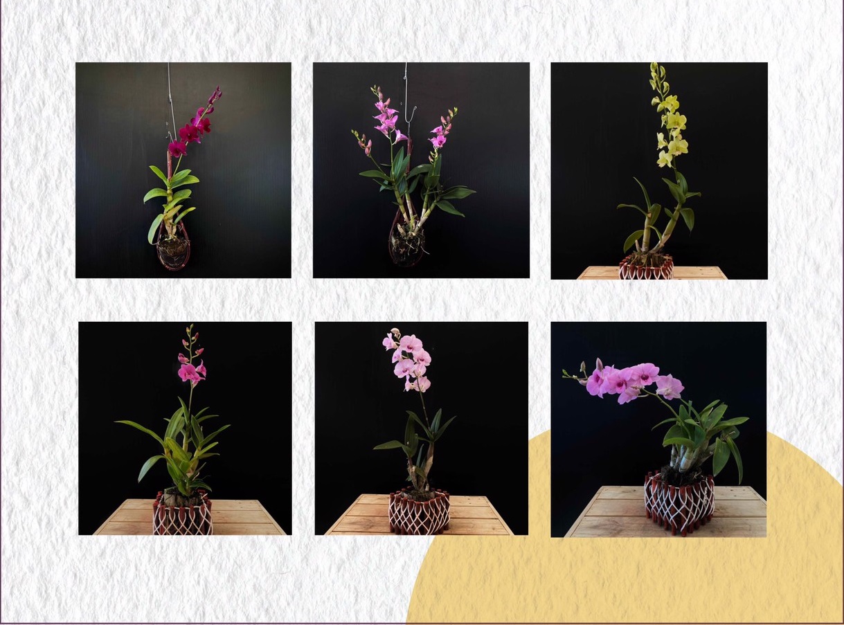 ททท. และ กรมส่งเสริมการเกษตร กระทรวงเกษตรและสหกรณ์ ร่วมสนับสนุนการใช้กล้วยไม้ไทยในโอกาสต่างๆ พร้อมจัดทำข้อมูลแหล่งจัดจำหน่าย ช่วยเหลือเกษตรกรไทย