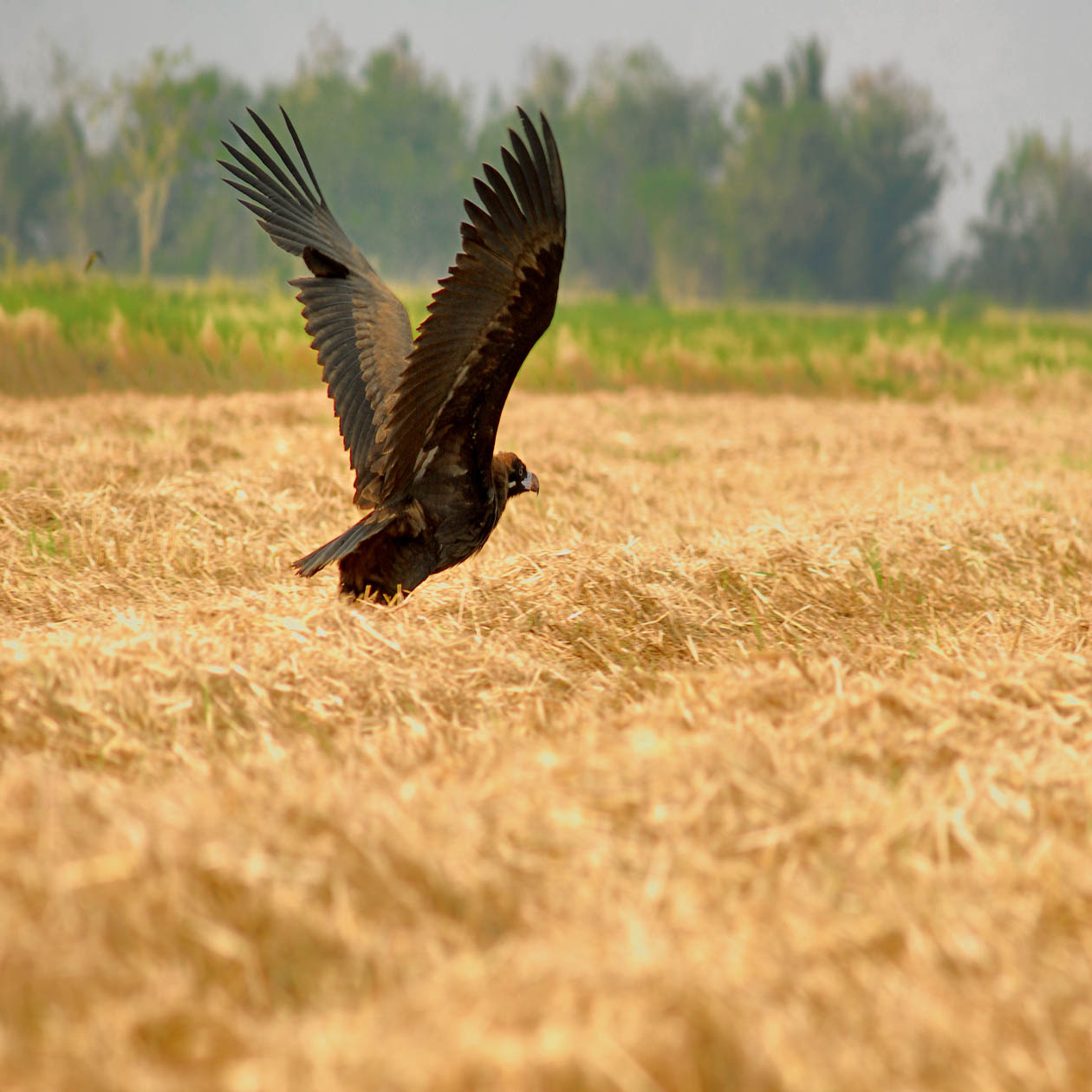 ร่วมประสบการณ์ดูนกล่าเหยื่อกับงานเทศกาล “ดูนกอินทรีของดีเมืองเพชร” ประจำปี 2555